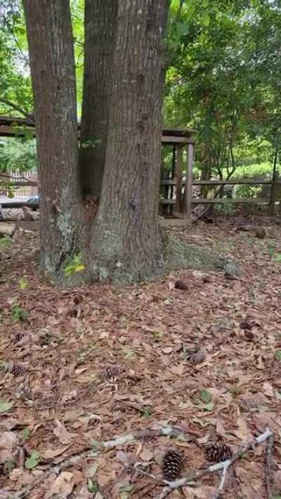 Blue Jay went and attacked a baby bird that fell out of the birdhouse