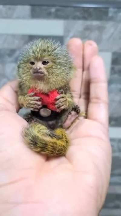 Smol Monkey