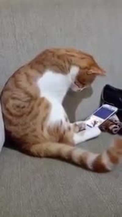 Ölen sahibini telefondan gören kedi için parçalandı