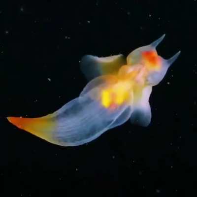 Sea Angel - No tha'ts not CGI Credit: @wonderofscience