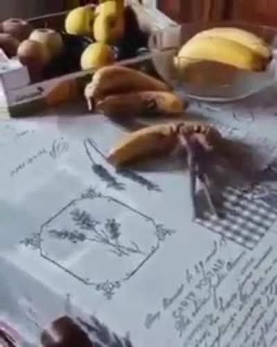 bruh what the fuck is this?