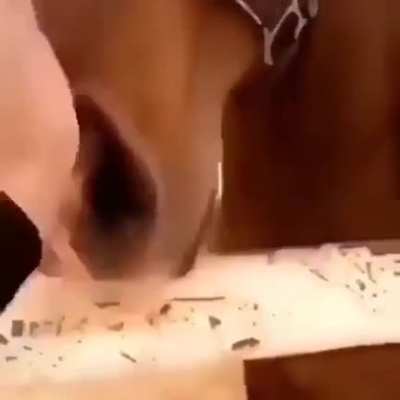 CAVALO TA PUTO