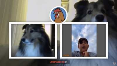 cute dog