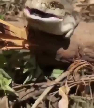 🔥 A lizard of the skink family.
