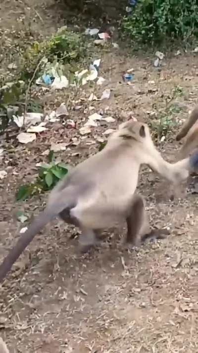 Langurs vs Macaques 