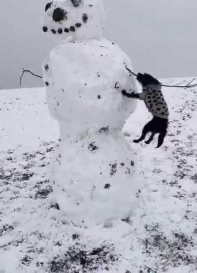 This dog has snow idea what he’s doing