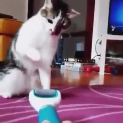 Cat doing a stoppie