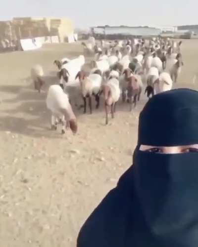 The sheep whisperer