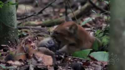 Primate spoils