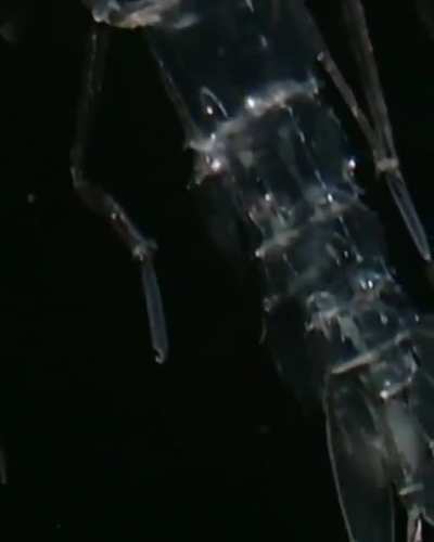 🔥An Amphipod Cystisoma. The genus is noted for its nearly completely transparent body, adapted for life in low light waters.🔥