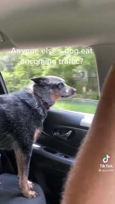 Dog eating cars