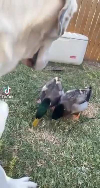 Dog and ducks are nice friends