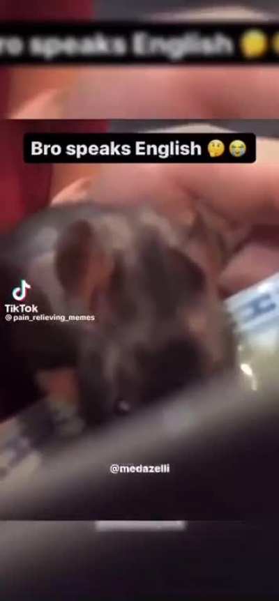 Rat speac englis