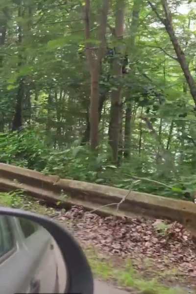They thought it would be a great idea to get close to a bear…