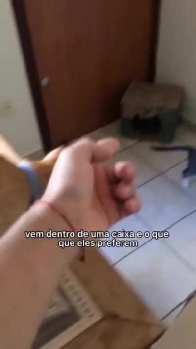 Gatos sendo gatos!