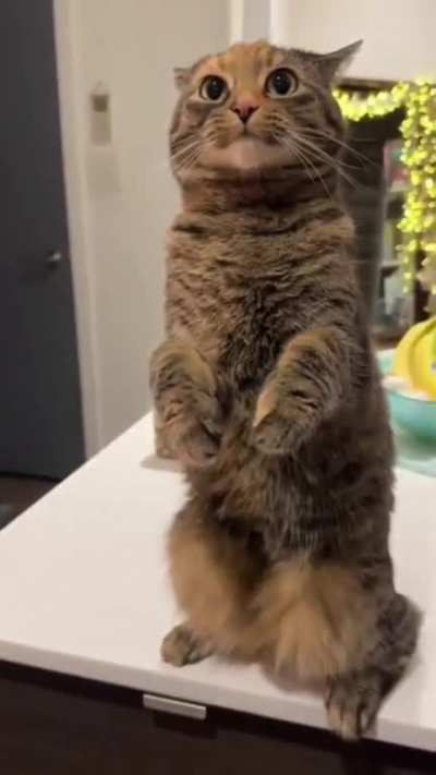 wa wa WAA-