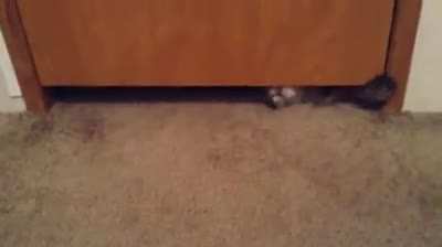 Cat burglar