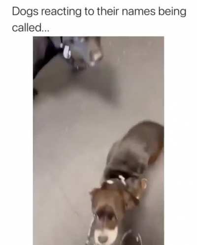 Dogs reacting to their names being called