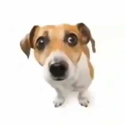dogger