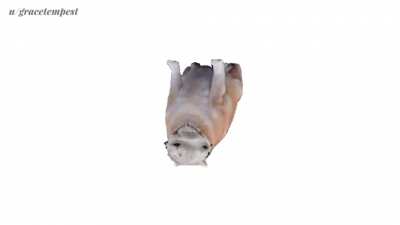 Doge by Daylight