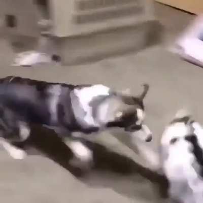 Baby goat goes AAAAaaaAaaAA-