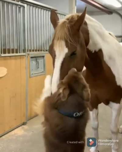 Doggo sees a Horse