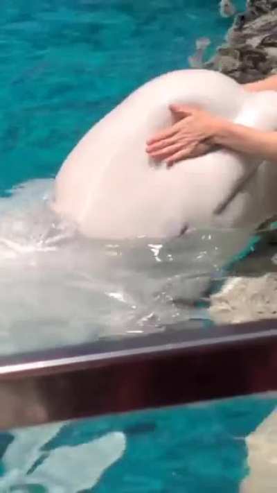 Beluga gets melon massage