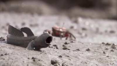 The wild Mudskipper