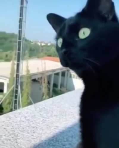 Кот слушает соседский скандал