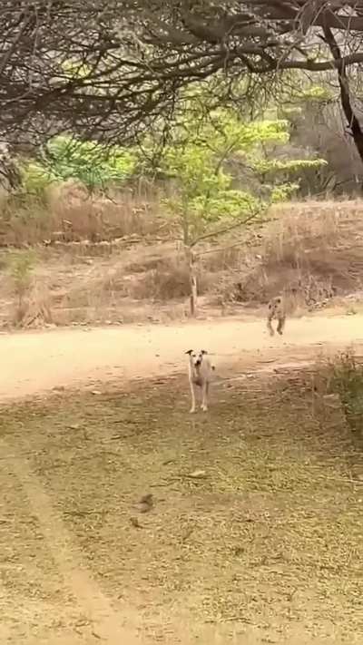 The dog never sees it coming