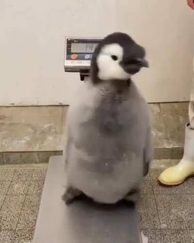 Weighing a young penguin...