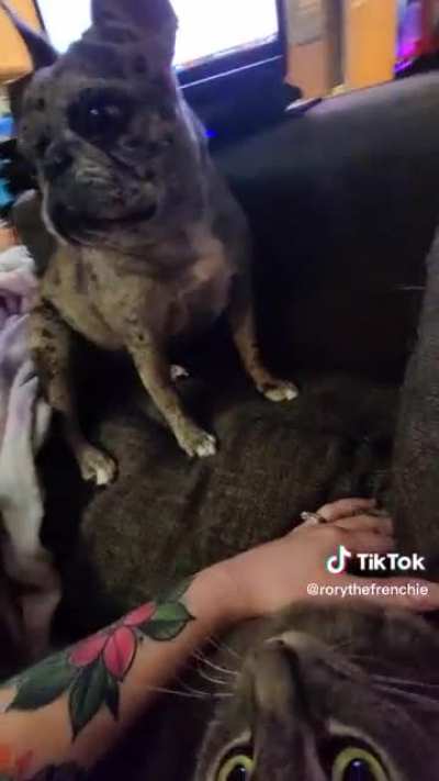 Rory is Jealous of Cat Getting Attention