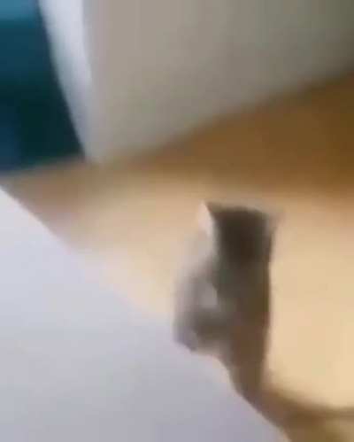 cat jump