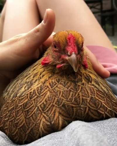 Chicken cuddle