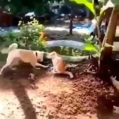 Almost like Chuck Norris...
