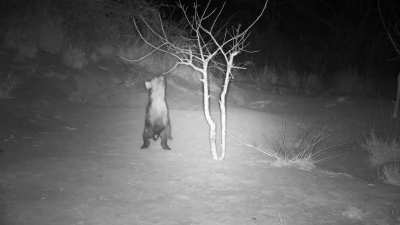 Short hyena problems....