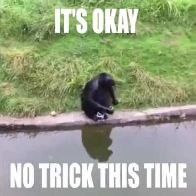 how to trick a monke