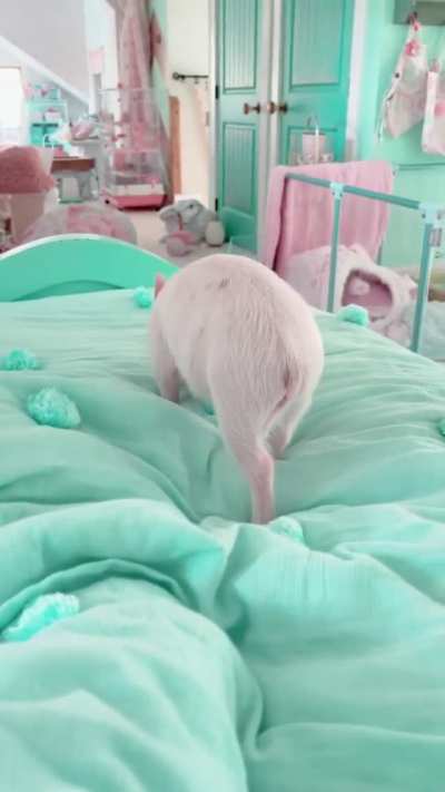Stealthy pig showing off her pounce