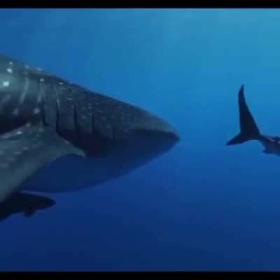 Scratching its belly on another shark