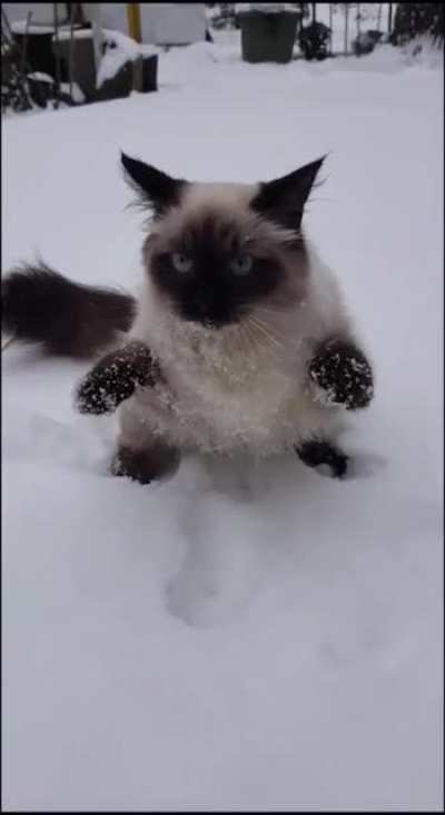 I don't like Snow
