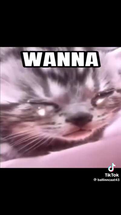 Gatos fofos apenas