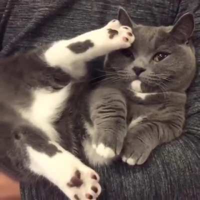Smol n Chonk