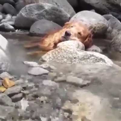 Dreaming in the Stream, A Moment of Calm and Gentle Peace