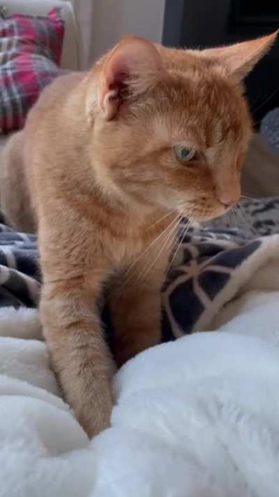 Our oldster showing she still can turn out a biscuit or seven!