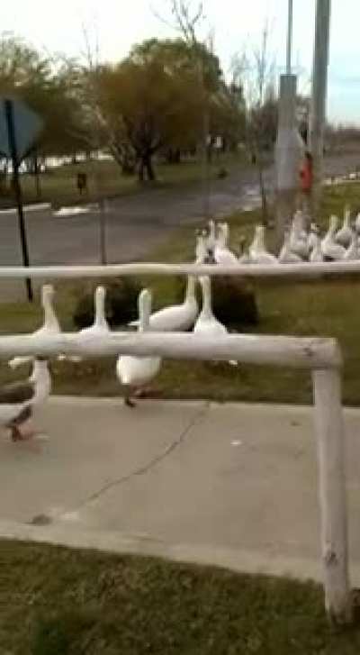 Since no one had been going to the river the local geese are now more lively.