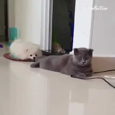 Серый флегматик