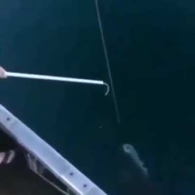 Tiburon
