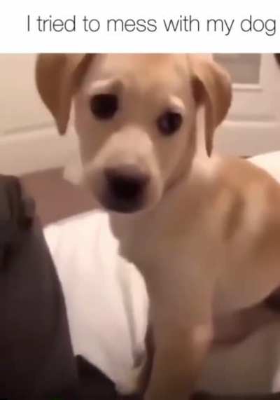 Dogball