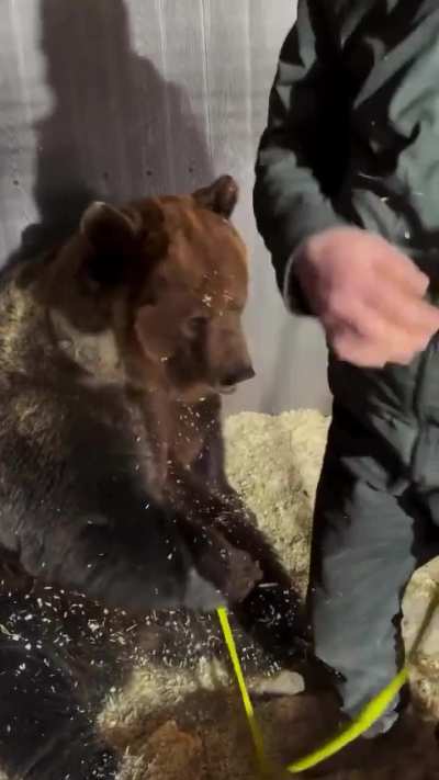 The bear thought it was a hug.