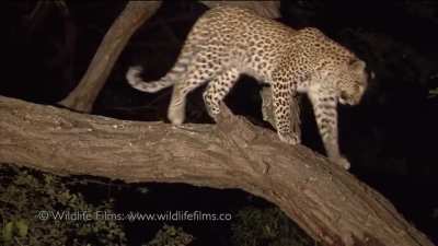 Incredible interaction between leopard and baby baboon